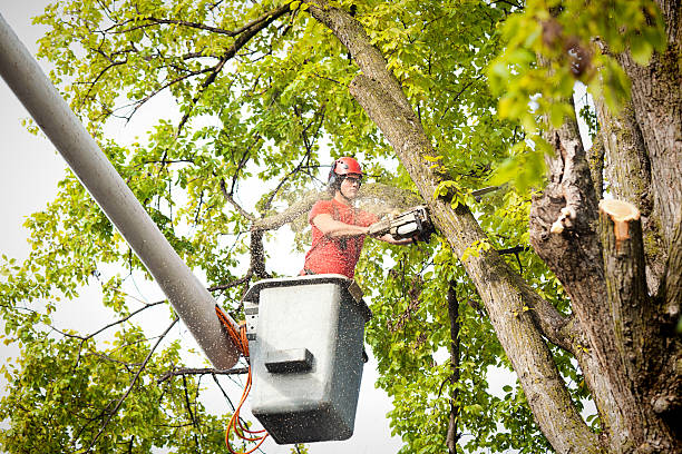 The Steps Involved in Our Tree Care Process in Ammon, ID